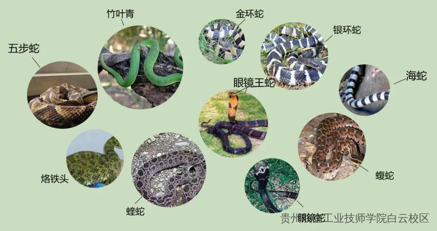 蛇类进入活跃期！防蛇安全指南，请转发给身边的朋友！
